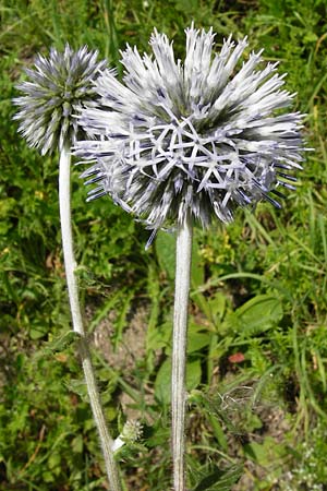 Echinops sphaerocephalus \ Drsenblttrige Kugeldistel, Rundkpfige Kugeldistel, D Rheinhessen, Wöllstein 9.8.2014