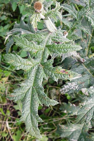 Echinops exaltatus \ Drsenlose Kugeldistel / Russian Globe Thistle, Tall Globe Thistle, D Rheinhessen, Frei-Laubersheim 17.8.2014