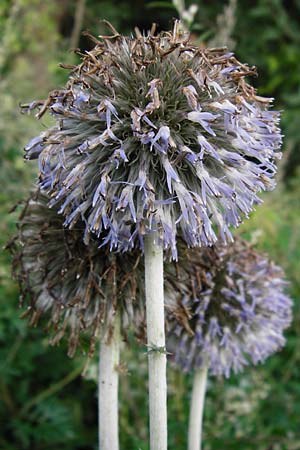 Echinops exaltatus \ Drsenlose Kugeldistel, D Rheinhessen, Frei-Laubersheim 17.8.2014