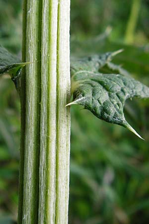 Echinops exaltatus \ Drsenlose Kugeldistel / Russian Globe Thistle, Tall Globe Thistle, D Rheinhessen, Frei-Laubersheim 17.8.2014