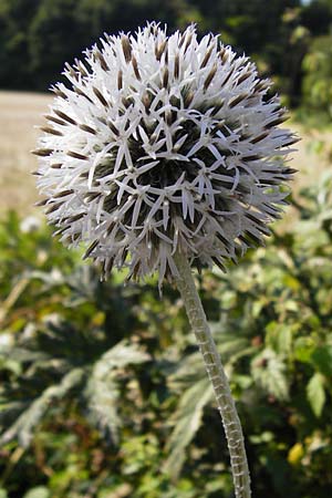 Echinops exaltatus \ Drsenlose Kugeldistel, D Rheinhessen, Frei-Laubersheim 17.8.2014