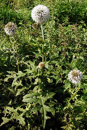 Echinops exaltatus \ Drsenlose Kugeldistel, D Rheinhessen, Frei-Laubersheim 17.8.2014