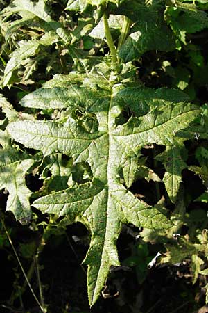 Echinops exaltatus \ Drsenlose Kugeldistel / Russian Globe Thistle, Tall Globe Thistle, D Rheinhessen, Frei-Laubersheim 17.8.2014