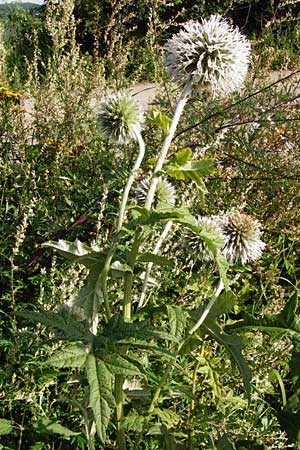 Echinops exaltatus \ Drsenlose Kugeldistel / Russian Globe Thistle, Tall Globe Thistle, D Rheinhessen, Frei-Laubersheim 17.8.2014