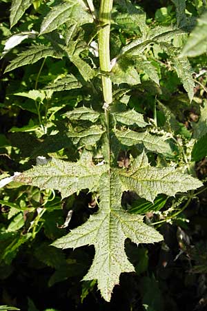 Echinops exaltatus \ Drsenlose Kugeldistel / Russian Globe Thistle, Tall Globe Thistle, D Rheinhessen, Frei-Laubersheim 17.8.2014