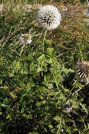 Echinops exaltatus \ Drsenlose Kugeldistel / Russian Globe Thistle, Tall Globe Thistle, D Rheinhessen, Frei-Laubersheim 17.8.2014