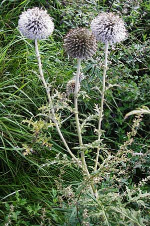 Echinops exaltatus \ Drsenlose Kugeldistel / Russian Globe Thistle, Tall Globe Thistle, D Rheinhessen, Frei-Laubersheim 17.8.2014