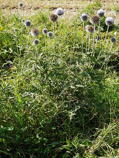 Echinops exaltatus \ Drsenlose Kugeldistel, D Rheinhessen, Frei-Laubersheim 17.8.2014