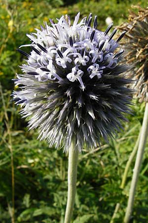 Echinops exaltatus \ Drsenlose Kugeldistel, D Rheinhessen, Frei-Laubersheim 17.8.2014