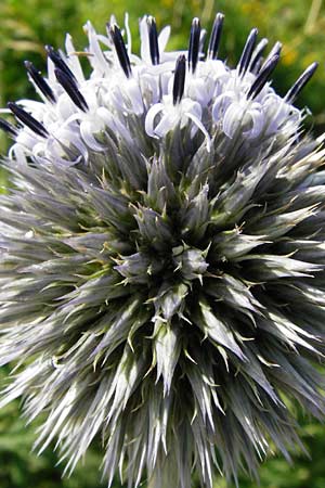 Echinops exaltatus \ Drsenlose Kugeldistel, D Rheinhessen, Frei-Laubersheim 17.8.2014