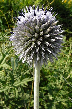 Echinops exaltatus \ Drsenlose Kugeldistel / Russian Globe Thistle, Tall Globe Thistle, D Rheinhessen, Frei-Laubersheim 17.8.2014