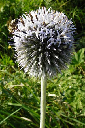 Echinops exaltatus \ Drsenlose Kugeldistel / Russian Globe Thistle, Tall Globe Thistle, D Rheinhessen, Frei-Laubersheim 17.8.2014