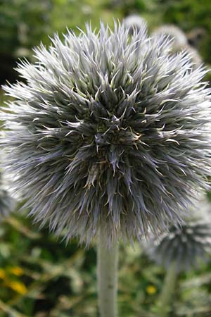 Echinops exaltatus \ Drsenlose Kugeldistel / Russian Globe Thistle, Tall Globe Thistle, D Rheinhessen, Frei-Laubersheim 17.8.2014