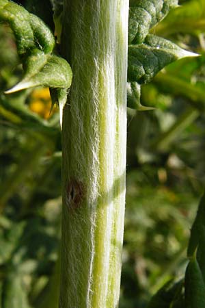 Echinops exaltatus \ Drsenlose Kugeldistel, D Rheinhessen, Frei-Laubersheim 17.8.2014