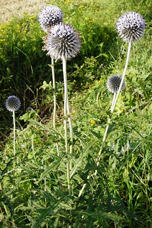 Echinops exaltatus \ Drsenlose Kugeldistel / Russian Globe Thistle, Tall Globe Thistle, D Rheinhessen, Frei-Laubersheim 17.8.2014