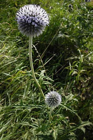 Echinops exaltatus \ Drsenlose Kugeldistel / Russian Globe Thistle, Tall Globe Thistle, D Rheinhessen, Frei-Laubersheim 17.8.2014