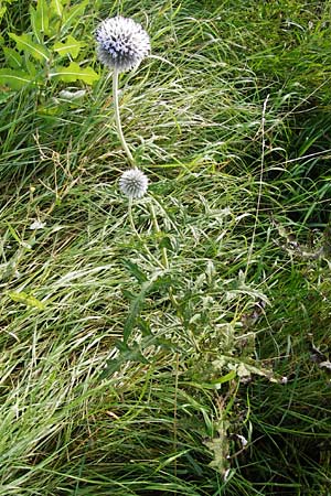 Echinops exaltatus \ Drsenlose Kugeldistel / Russian Globe Thistle, Tall Globe Thistle, D Rheinhessen, Frei-Laubersheim 17.8.2014