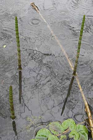 Equisetum fluviatile \ Teich-Schachtelhalm / Water Horsetail, D Günzburg 18.4.2009