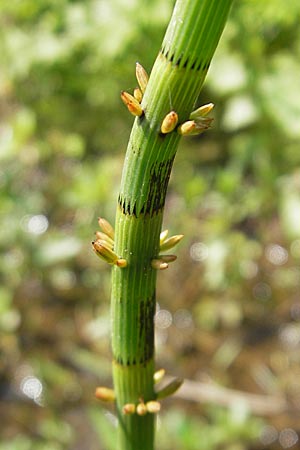 Equisetum fluviatile \ Teich-Schachtelhalm / Water Horsetail, D Kempten 22.5.2009