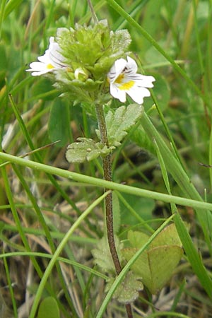 Euphrasia rostkoviana \ Gewhnlicher Augentrost / Common Eyebright, D Rhön, Wasserkuppe 30.5.2012