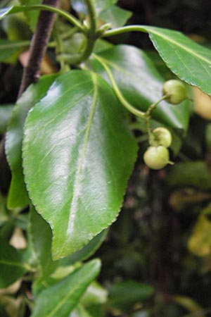 Euonymus fortunei \ Kletter-Spindelstrauch, Kriechspindel-Pfaffenhtchen / Fortune's Spindle, D Frankfurt-Praunheim 22.9.2012