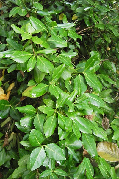 Euonymus fortunei \ Kletter-Spindelstrauch, Kriechspindel-Pfaffenhtchen / Fortune's Spindle, D Frankfurt-Praunheim 22.9.2012