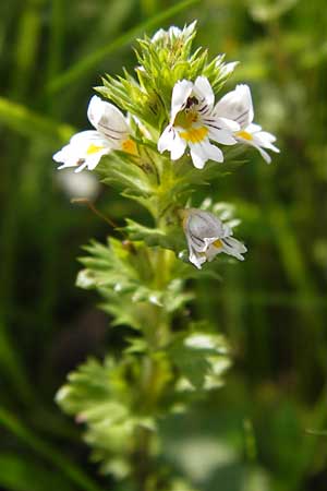 Euphrasia frigida \ Nordischer Augentrost / Cold Weather Eyebright, D Rhön, Wasserkuppe 6.7.2013