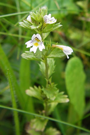 Euphrasia frigida \ Nordischer Augentrost / Cold Weather Eyebright, D Rhön, Wasserkuppe 6.7.2013