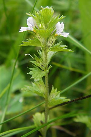 Euphrasia frigida \ Nordischer Augentrost / Cold Weather Eyebright, D Rhön, Wasserkuppe 6.7.2013