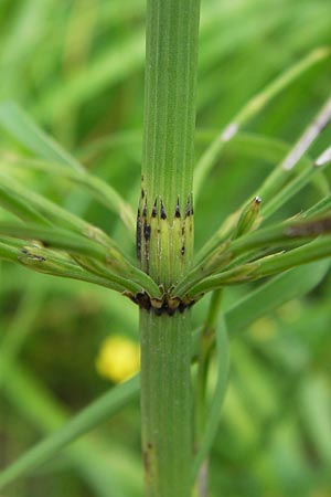 Equisetum fluviatile \ Teich-Schachtelhalm / Water Horsetail, D Odenwald, Airlenbach 26.7.2013