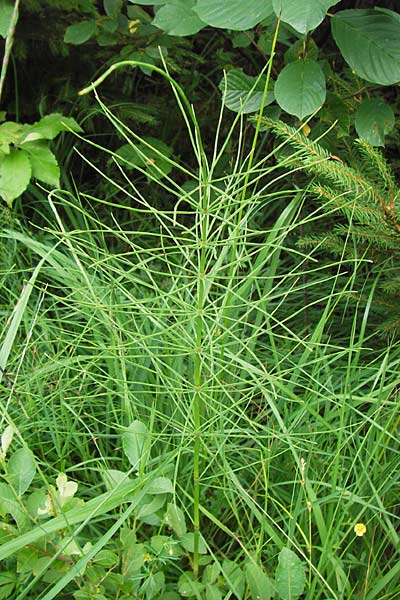 Equisetum fluviatile / Water Horsetail, D Odenwald, Airlenbach 26.7.2013