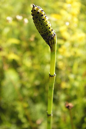 Equisetum hyemale \ Winter-Schachtelhalm / Rough Horsetail, Dutch Rush, D Ketsch 2.7.2014