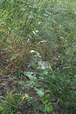 Erucastrum gallicum \ Franzsische Hundsrauke / Hairy Rocket, D Viernheim 27.6.2006