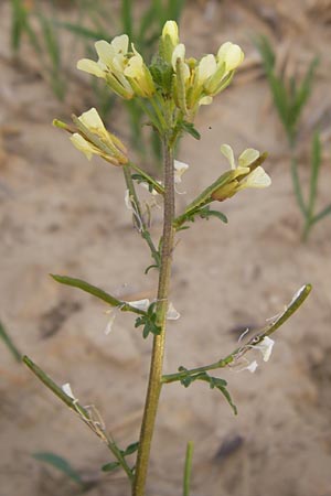 Erucastrum gallicum \ Franzsische Hundsrauke / Hairy Rocket, D Wiesloch 11.9.2012