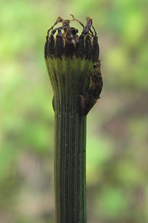 Equisetum x geissertii \ Geisserts Schachtelhalm / Geissert's Horsetail, D Au am Rhein 27.8.2013