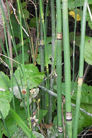 Equisetum x geissertii \ Geisserts Schachtelhalm, D Au am Rhein 27.8.2013