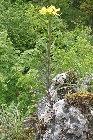 Erysimum virgatum \ Steifer Schterich / Hawkweed-Leaved Treacle Mustard, D Franken/Franconia Weismain 18.5.2012