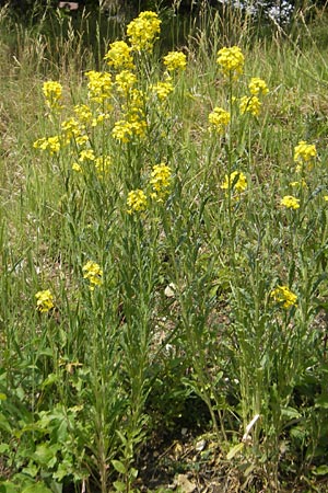 Erysimum virgatum \ Steifer Schterich / Hawkweed-Leaved Treacle Mustard, D Eichstätt 4.6.2012