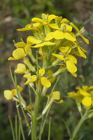 Erysimum virgatum \ Steifer Schterich / Hawkweed-Leaved Treacle Mustard, D Eichstätt 4.6.2012