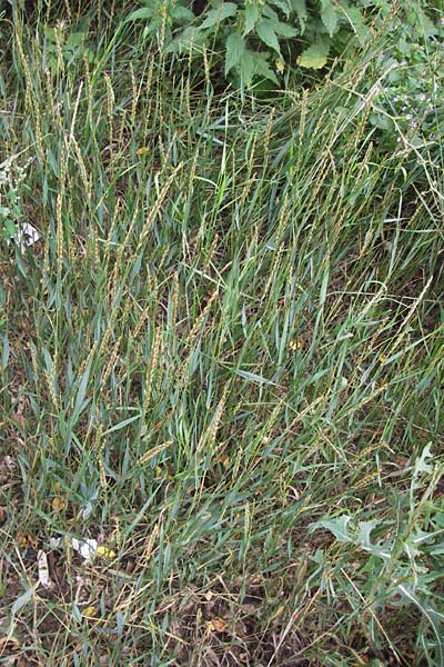 Elymus repens \ Kriechende Quecke, D Ludwigshafen 2.7.2012