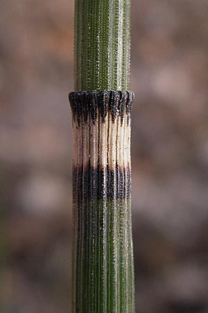 Equisetum hyemale \ Winter-Schachtelhalm / Rough Horsetail, Dutch Rush, D Ketsch 5.3.2013