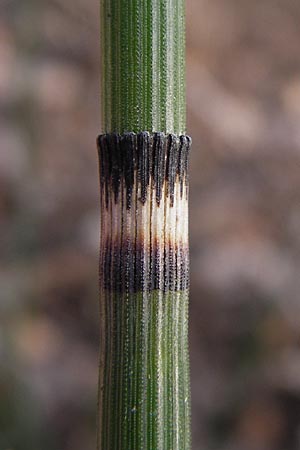 Equisetum hyemale \ Winter-Schachtelhalm / Rough Horsetail, Dutch Rush, D Ketsch 5.3.2013