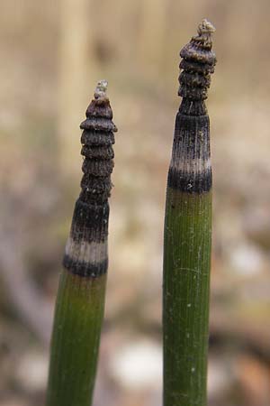 Equisetum hyemale \ Winter-Schachtelhalm / Rough Horsetail, Dutch Rush, D Ketsch 5.3.2013