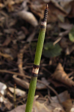 Equisetum hyemale \ Winter-Schachtelhalm / Rough Horsetail, Dutch Rush, D Ketsch 5.3.2013