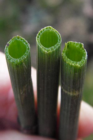 Equisetum hyemale \ Winter-Schachtelhalm, D Ketsch 5.3.2013