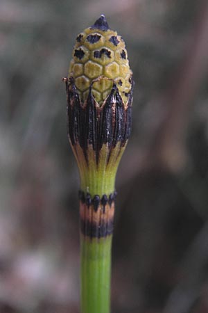 Equisetum hyemale \ Winter-Schachtelhalm / Rough Horsetail, Dutch Rush, D Weinheim-Lützelsachsen 6.3.2013