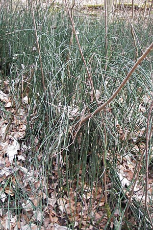 Equisetum hyemale \ Winter-Schachtelhalm, D Weinheim-Lützelsachsen 6.3.2013