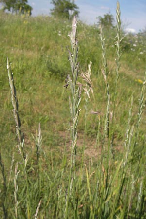 Elymus campestris x repens ? \ Kriechende Quecke / Couch Grass, D Mannheim 1.7.2013