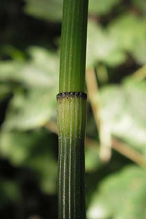 Equisetum hyemale \ Winter-Schachtelhalm, D Ketsch 19.7.2013