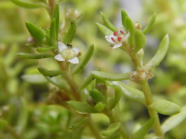 Crassula helmsii \ Nadelkraut, Helms Dickblatt, D Wetter 7.9.2013